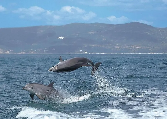 Baixa-mar Miradouro Appartement